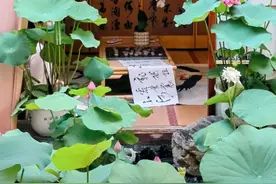 梅雨季，听说杭州人都去这些地方赏“夏雨荷”……图片