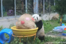 大熊猫萌兰、花花、和叶同日庆生，祝三只“小熊友”生日快乐图片