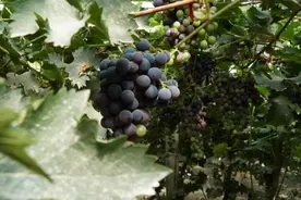 库尔勒：大棚葡萄迎丰收 设施农业助振兴图片