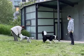 【财智头条】“代遛狗”成了香饽饽，有狗狗档期排到了7月中旬图片