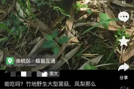 千万别吃！杭州多地出现，严重可致命！年年有人中招...图片