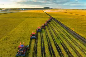 夏粮产量稳中略减仍处较高水平 减损增产两手抓力促秋粮丰收图片