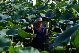 振兴“湘”村|新邵：“莲藕+龙虾”套养  农户一季两得图片