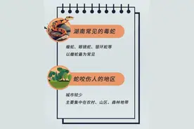 蛇出没！遇到怎么办图片