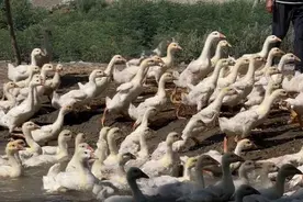 养鹅奏响致富曲图片