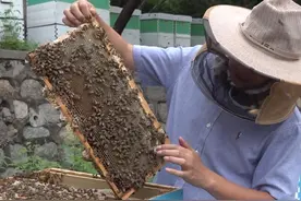 为“成熟蜂蜜”制定新标准 2023年首届全国优质成熟蜂蜜大会在京召开图片