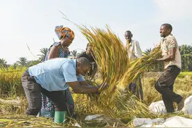 加大投入力度 加强对华合作  非洲国家多举措推动农业发展（国际视点）图片