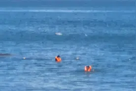 中华白海豚现身江门台山景区，专家提醒：可喜爱勿错爱图片