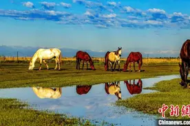 中国“天马之乡”如何实现“马”上致富？图片