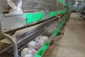 黄平县上塘镇桂花村：肉兔养肥“钱袋子”图片