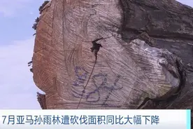 巴西一商人涉嫌大肆砍伐亚马孙雨林被捕图片