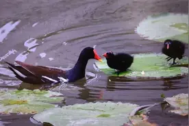 全身黑色，像鸟又像鸡……在长宁时常能见到的它到底啥来头图片