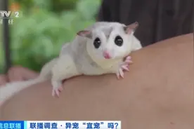 “异宠”潮流兴起！警惕！或触犯法律图片