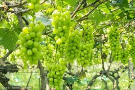 如何守护“阳光玫瑰”？图片