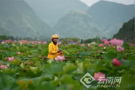 划船、接力跑……云南普者黑外卖骑手的“百变”送餐体验图片