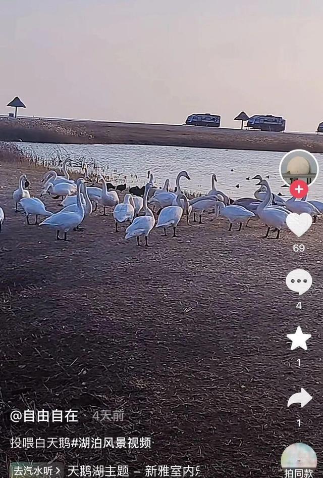 南海新区：碧海旭日天鹅舞