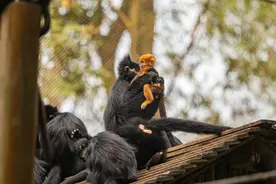 长隆再传繁育喜讯，国家一级保护动物黑叶猴幼崽“初一”满月图片