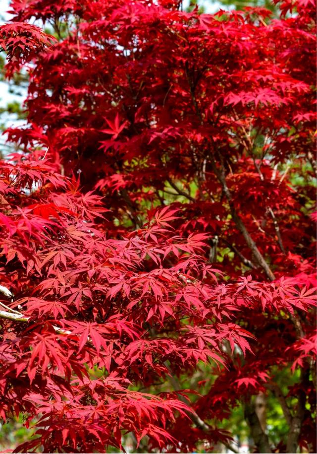 昆明迎来最美赏枫季 打卡攻略奉上