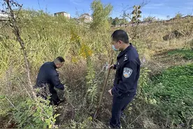 市民晨练发现一片“加拿大一枝黄花” 房县民警迅速清除图片