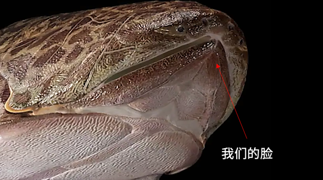 这个小盒子里的化石材料	，产生了非常多举世瞩目的成果，有十几篇顶刊文章｜卢静 一席少年第36位讲者