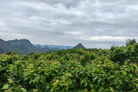 镇宁：小樱桃奏响乡村“甜美”乐章图片