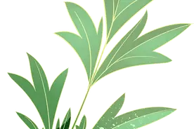 寻味宁德丨天然保健品，植物营养素——周宁贡菜图片