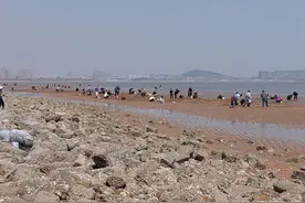 带着行李箱，海边把蛏挖！青岛这片沙滩走红，一天最多“吸客”过千人图片