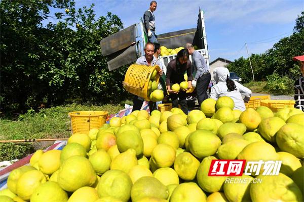 文化永州丨嶷山阿云：柚想你一一江永香柚