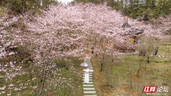 【赴春之约】春风拂过，漫山粉樱似雪翻涌