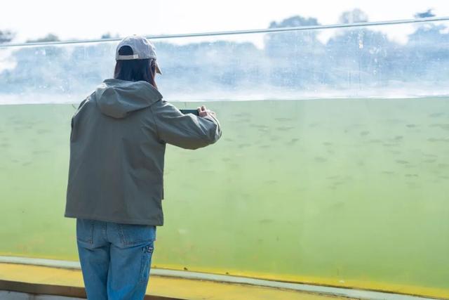 传疯了！玄武湖“大鱼缸”来了