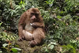 峨眉山猴子吃饱就“下班”回山中，工作人员：周末来能看到更多的图片