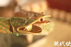 活灵活现！镇江手艺人耗时6个月完成精美竹编蛇图片