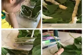 养蚕作业6成以上由家长代劳！科学课养小动物，能达到预期教学效果吗？图片