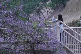 图集  |  重庆主城蓝花楹绽放  演绎城市浪漫风情图片