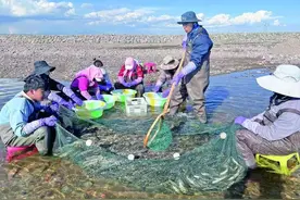 青海湖迎来一年一度湟鱼洄游季图片