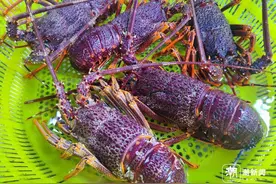 澳龙比去年同期降200元，小青龙降100，买高档海鲜正是时候图片