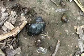 这种东西千万别乱吃、乱碰，严重可致死！图片