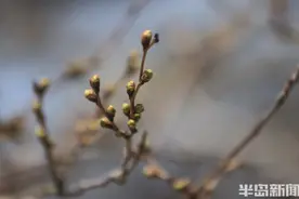 青岛中山公园单樱萌动，始花期在半月后图片