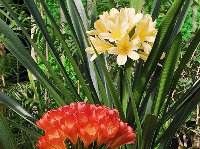 国家植物园的春花排期来了——