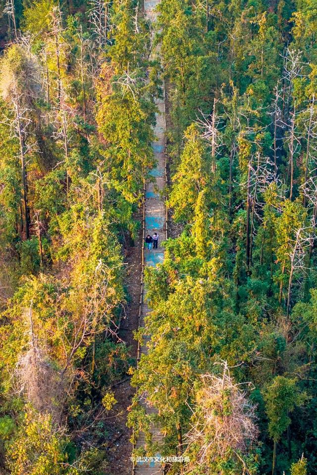 抢先看！武汉最神秘的塔，定期开放！