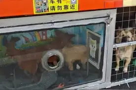 安徽货车司机带着流浪狗跑车，豪华狗窝惊呆网友：有全景落地窗图片