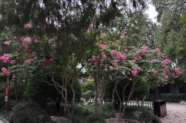 泉城夏日“紫薇季”浪漫开启，济南九大公园景区花开正艳