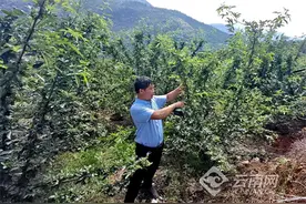 花椒下桩技术革新引领乡村致富图片