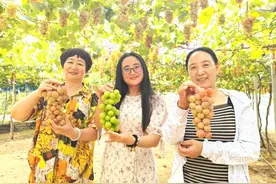 西海岸新区第三届葡萄采摘节线上启幕，国庆长假邀您体验采摘乐趣图片
