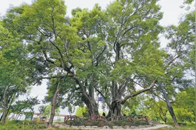 对节白蜡绿意浓（古树的故事）图片