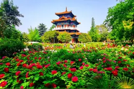 赏牡丹啦！第42届中国洛阳牡丹文化节活动安排出炉图片