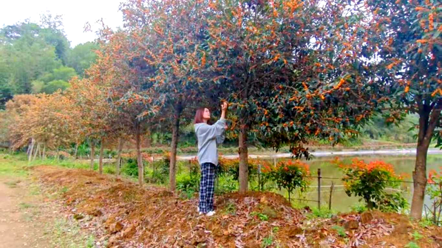 太美！太香！闽清这里的桂花开了！快来邂逅这场金色浪漫——