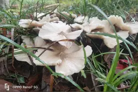 惊喜不断！云南一学校绿化带长出12窝鸡枞！图片