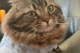 托运猫咪意外丢失，宠物店竟称猫没价值？图片