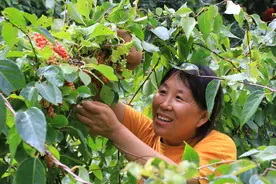 菠菜沟种五味子 深山闯出致富路图片